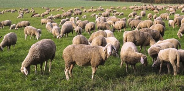 Director SHD inspects sheep rearing units in Akhnoor