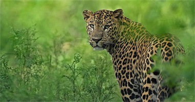 One more Leopard captured alive in Budgam village: Officials