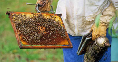 J&K Apiculture Sector buzzes with anticipation of big boost to beekeeping