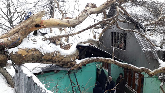 2 houses damaged after Chinar tree branch falls on them in Uri