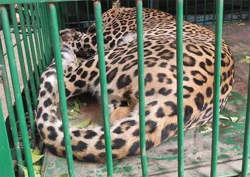 Leopard captured alive in Shopian village