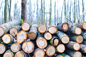 Illicit timber seized by Budgam Police, accused arrested.