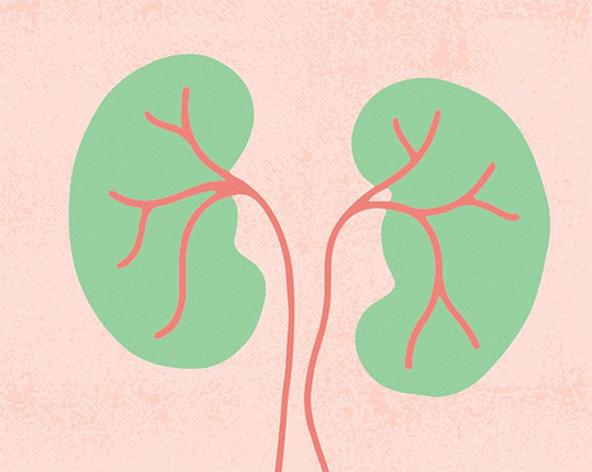 Weak kidneys? 6 effective home remedies to help improve kidney function