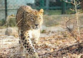 Leopard captured alive in Baramulla’s Pattan