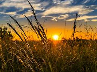 3.36 lakh quintal paddy procured from 6,500 farmers in J&K: