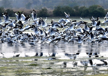 World Wetland Day: Encroachment, pollution, poaching major challenges, says Wildlife Dept