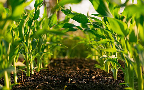 J&K Govt sanctions Rs 62 cr project for Commercial Cultivation, Conservation of UTs' Herbal Riche