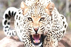 Wildlife Department Captures Semi-adult Leopard in Gopalpora Anantnag