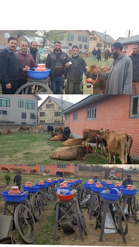 AHD Pulwama distributes 30 crossbreed dairy cows to ST beneficiaries