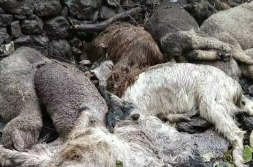 Cowshed collapses,15 goats die in Poonch