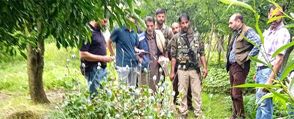 Sopore Police continues its drive against Poppy cultivation.