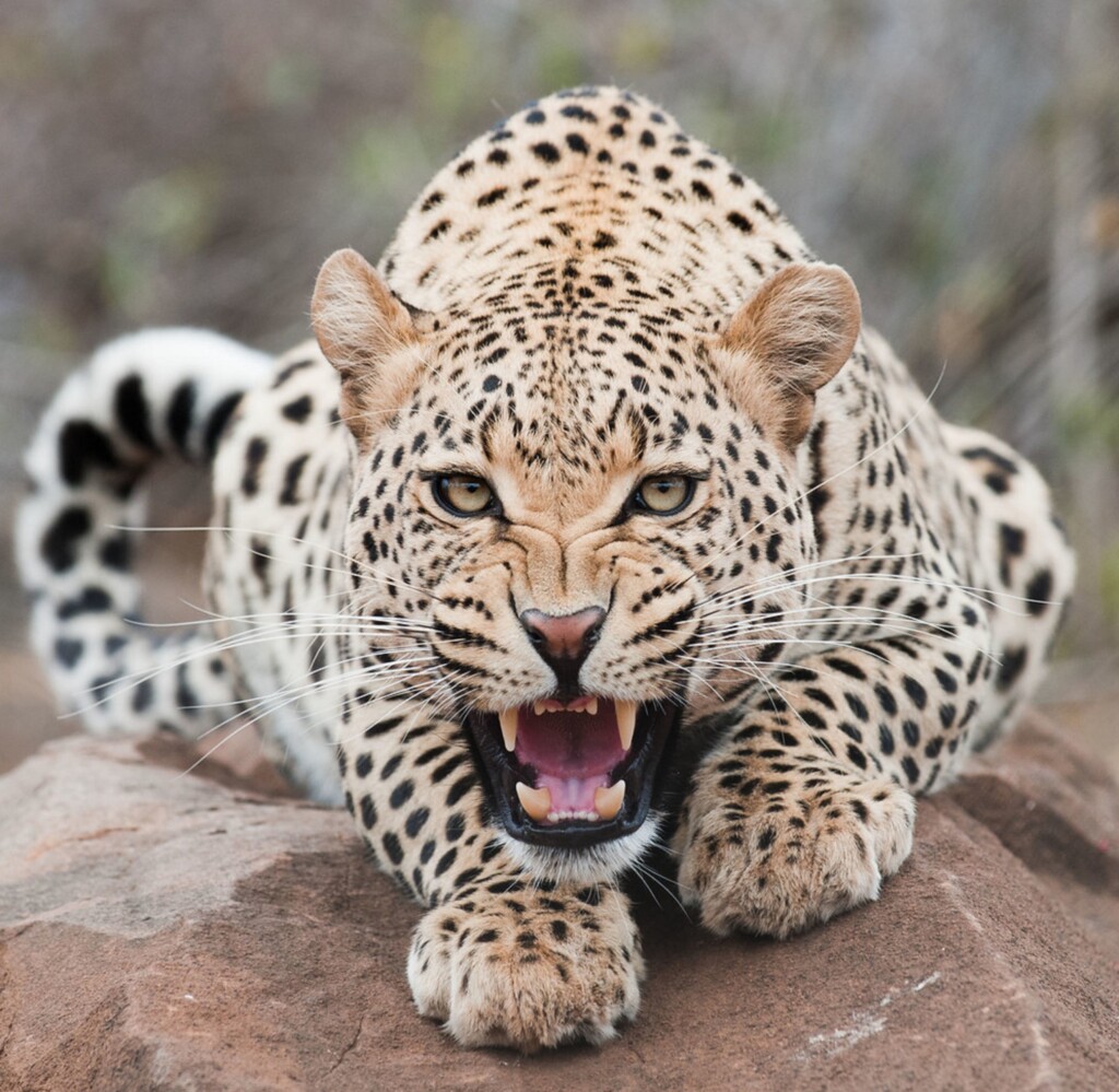 Leopard Attack in Budgam: 16 Sheep Killed, Locals Demand Action