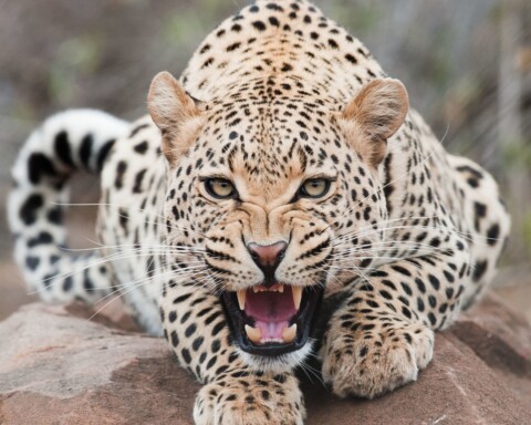 Leopard Attack in Budgam: 16 Sheep Killed, Locals Demand Action