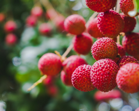 Health benefits of lychee
