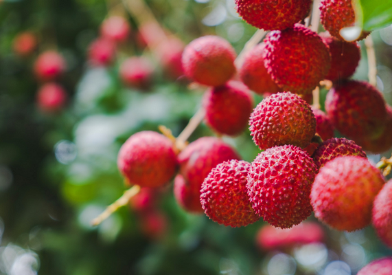 Health benefits of lychee