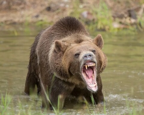 Bear Attack Leaves Woman Injured In Ajas Bandipora