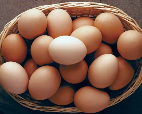 eggs