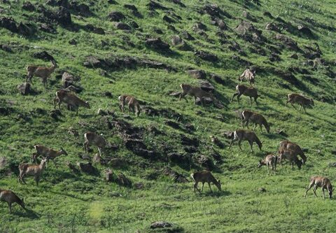J&K tops in protected areas management; Rana lauds wildlife protection department