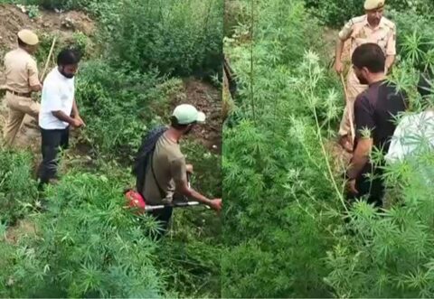 Youth-Led Bhang Destruction Drive Launched in Chainabal Mirgund with Police Support