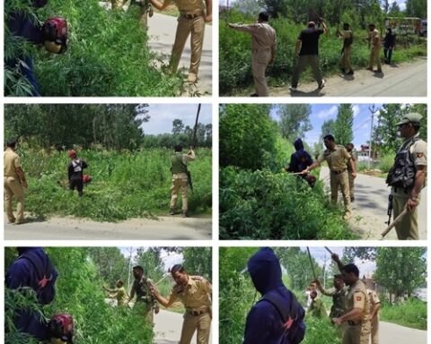 GANDERBAL POLICE DESTROYS WILD CANNABIS (BHUNG) IN MASSIVE ANTI-DRUG DRIVE UNDER PP SHADIPORA
