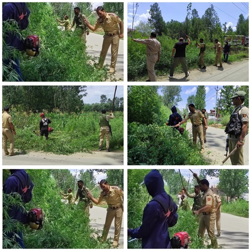GANDERBAL POLICE DESTROYS WILD CANNABIS (BHUNG) IN MASSIVE ANTI-DRUG DRIVE UNDER PP SHADIPORA