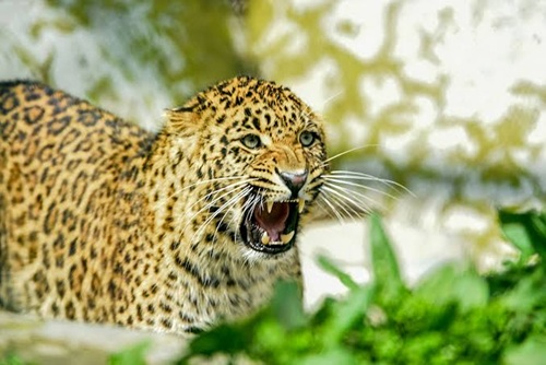 Minor Girl Killed in Leopard Attack in Awantipora